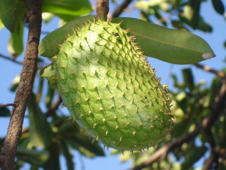 Đột phá trong điều trị bệnh ung thư từ mãng cầu xiêm