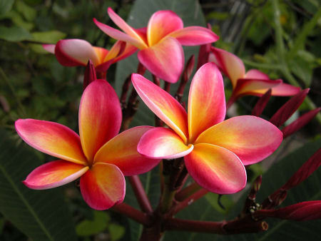 plumeria kamboja bunga rubra hoa s frangipani frangipane setangkai  esposizione gardensonline rainbow